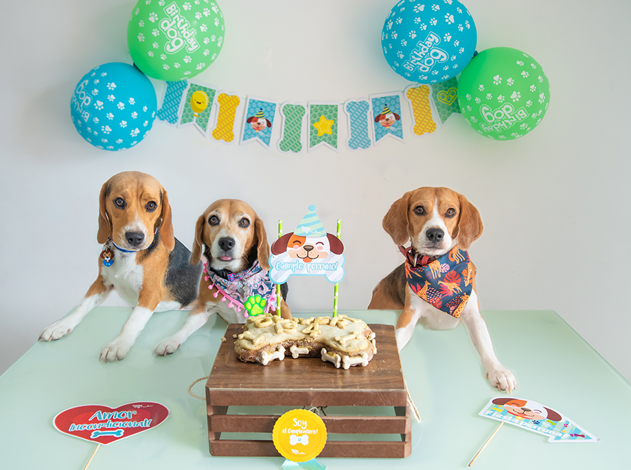 PASTEL CUMPLEAÑOS 1.5 KG - Pet Brunch Desarrollo